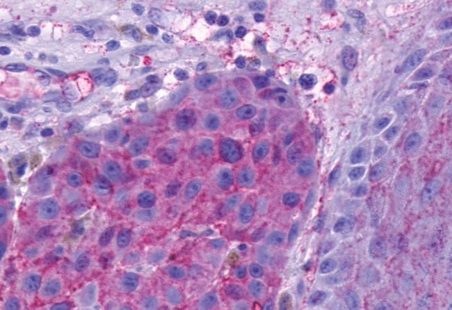 Opsin 5 Antibody in Immunohistochemistry (Paraffin) (IHC (P))