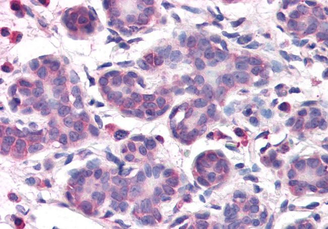 OSTC Antibody in Immunohistochemistry (Paraffin) (IHC (P))