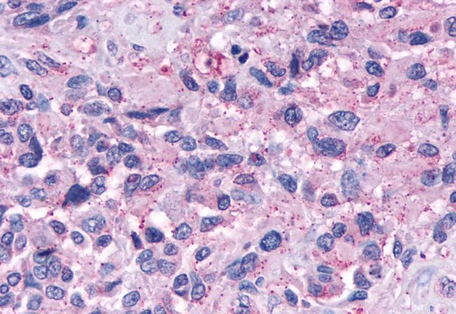 NPY4R Antibody in Immunohistochemistry (Paraffin) (IHC (P))