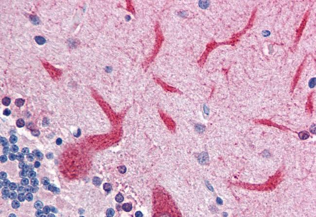 QSOX2 Antibody in Immunohistochemistry (Paraffin) (IHC (P))