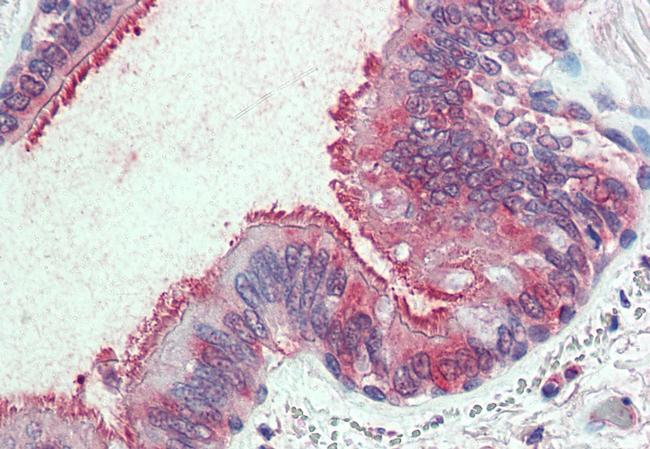 SLC44A2 Antibody in Immunohistochemistry (Paraffin) (IHC (P))