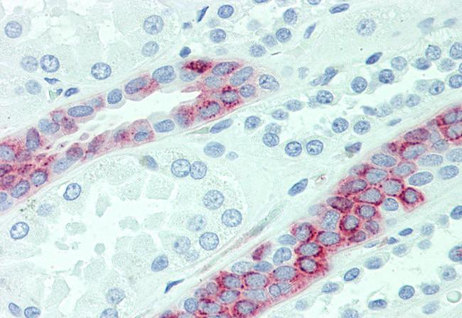 SLC4A2 Antibody in Immunohistochemistry (Paraffin) (IHC (P))