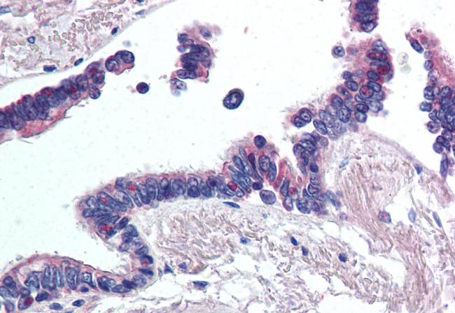 WNT2 Antibody in Immunohistochemistry (Paraffin) (IHC (P))