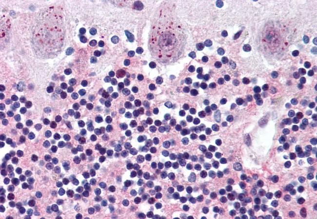 WNT2 Antibody in Immunohistochemistry (Paraffin) (IHC (P))