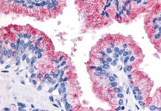 WNT8A Antibody in Immunohistochemistry (Paraffin) (IHC (P))