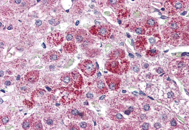 WNT9A Antibody in Immunohistochemistry (Paraffin) (IHC (P))