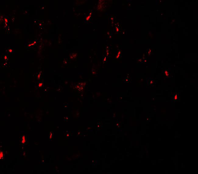 MYT1L Antibody in Immunocytochemistry (ICC/IF)