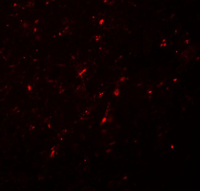 Neurogenin 2 Antibody in Immunohistochemistry (IHC)