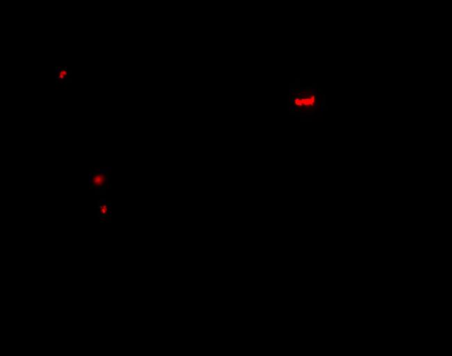 Pannexin 1 Antibody in Immunohistochemistry (IHC)