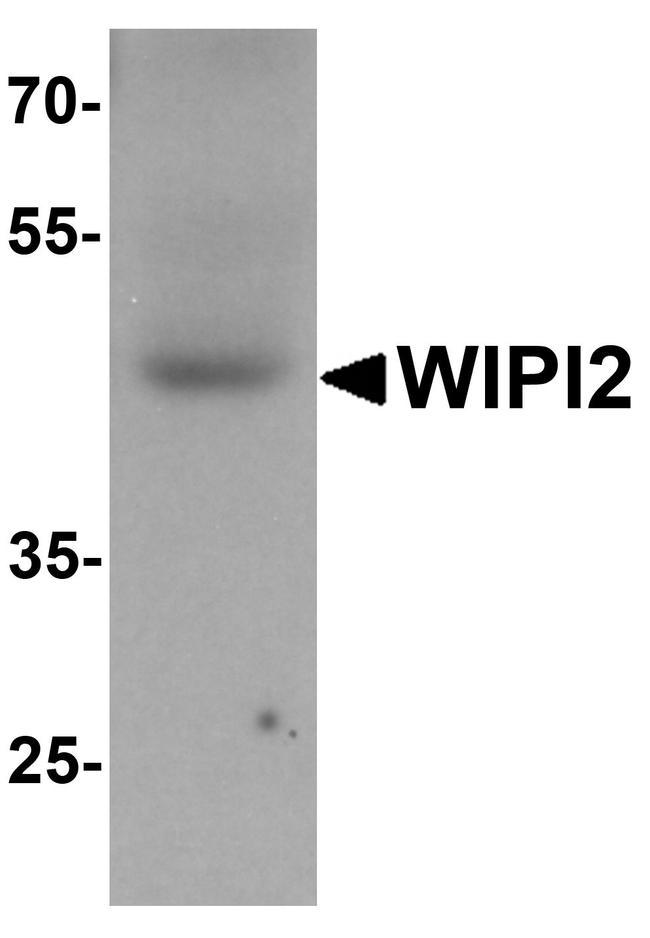 WIPI2 Antibody in Western Blot (WB)