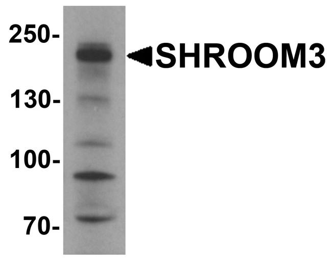 SHROOM3 Antibody in Western Blot (WB)