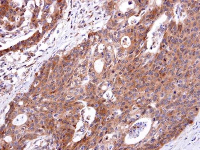 Endothelin B Receptor Antibody in Immunohistochemistry (Paraffin) (IHC (P))