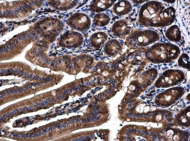 Angiopoietin 4 Antibody in Immunohistochemistry (Paraffin) (IHC (P))