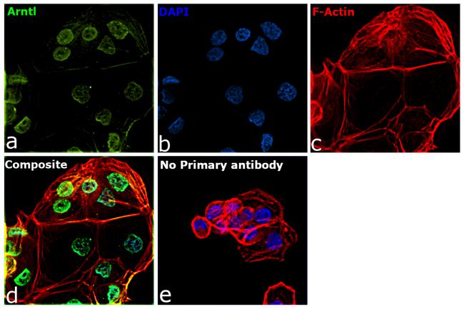 BMAL1 Antibody in Immunocytochemistry (ICC/IF)