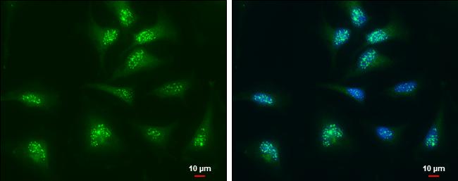 Thioredoxin 1 Antibody in Immunocytochemistry (ICC/IF)