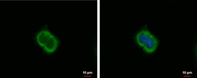 CXCL9 Antibody in Immunocytochemistry (ICC/IF)