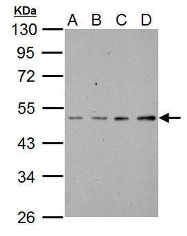 ABI1 Antibody in Western Blot (WB)