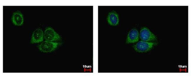 HIF1AN Antibody in Immunocytochemistry (ICC/IF)