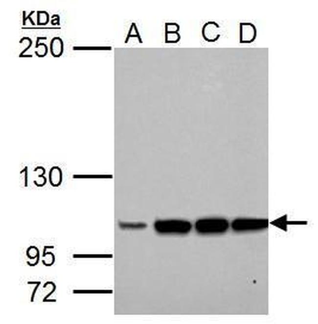 LRIG3 Antibody in Western Blot (WB)