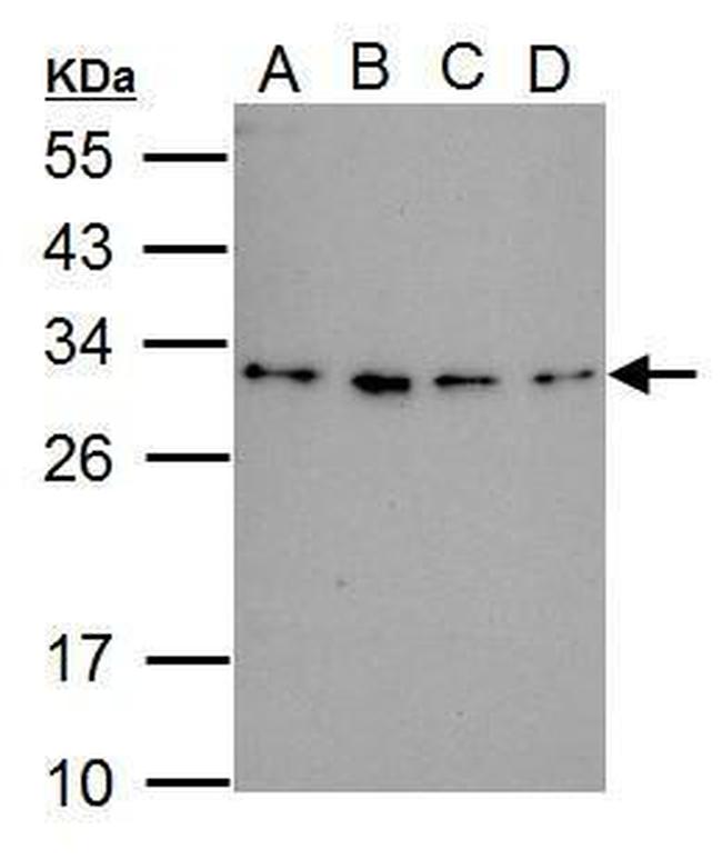 RWDD3 Antibody in Western Blot (WB)