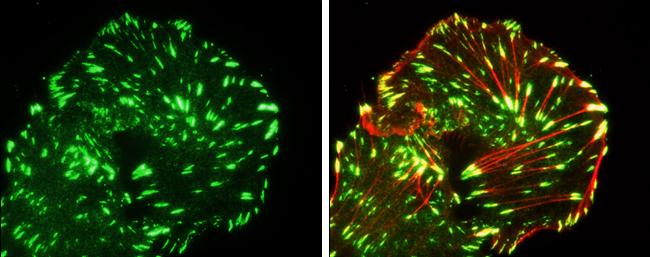 Paxillin Antibody in Immunocytochemistry (ICC/IF)