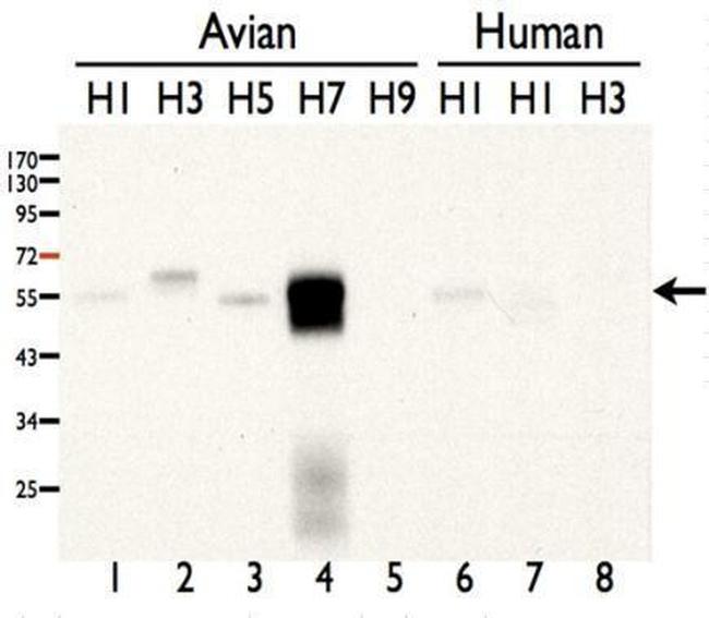 Influenza A H7N7 HA Antibody in Western Blot (WB)