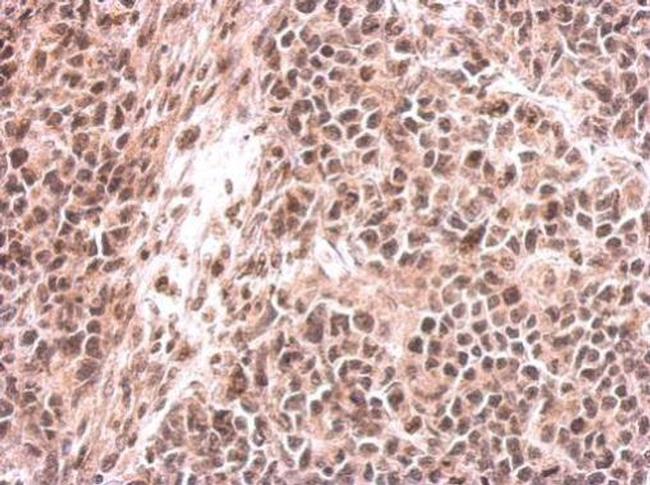 EHMT2 Antibody in Immunohistochemistry (Paraffin) (IHC (P))