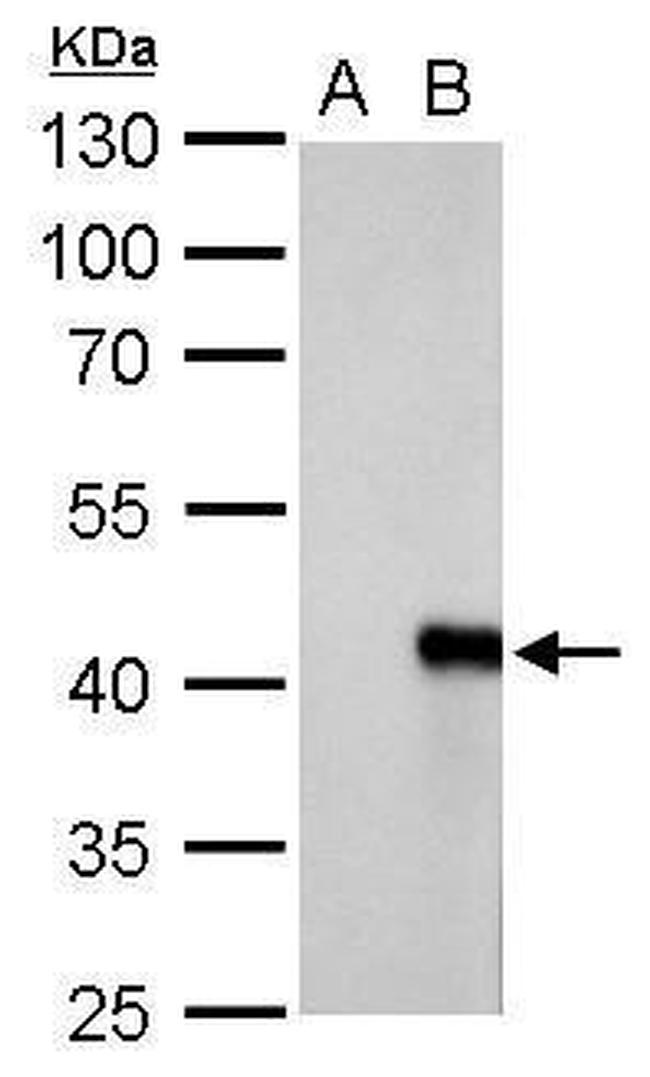 WIPI1 Antibody in Western Blot (WB)