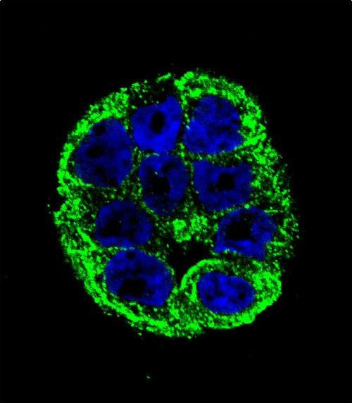 YOD1 Antibody in Immunocytochemistry (ICC/IF)