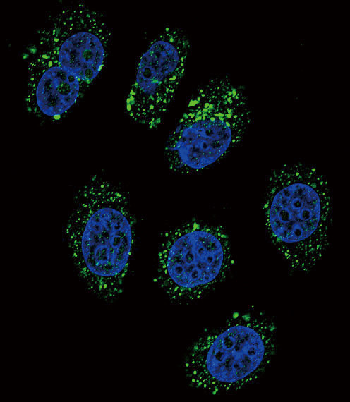 Chromogranin A Antibody in Immunocytochemistry (ICC/IF)