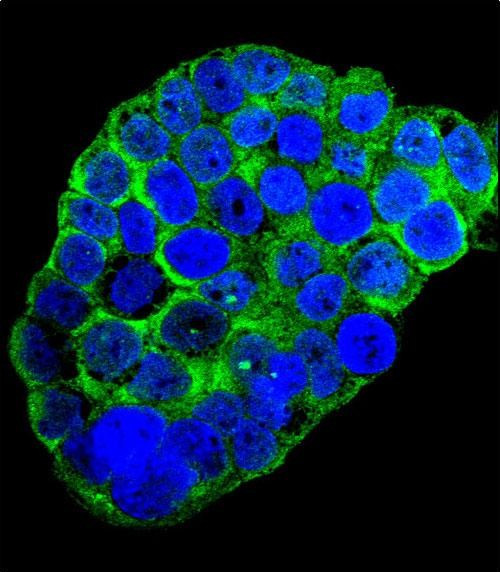 C1QC Antibody in Immunocytochemistry (ICC/IF)