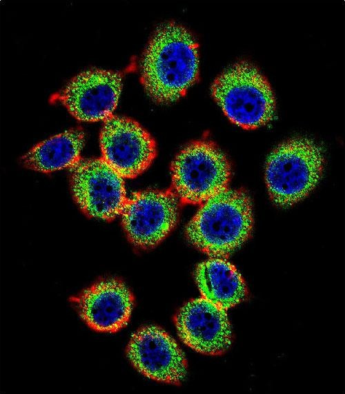 RASGRP2 Antibody in Immunocytochemistry (ICC/IF)