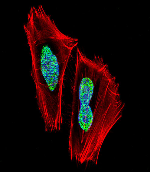 RBPJ Antibody in Immunocytochemistry (ICC/IF)