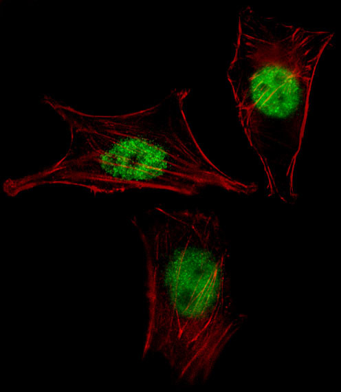 MEOX2 Antibody in Immunocytochemistry (ICC/IF)