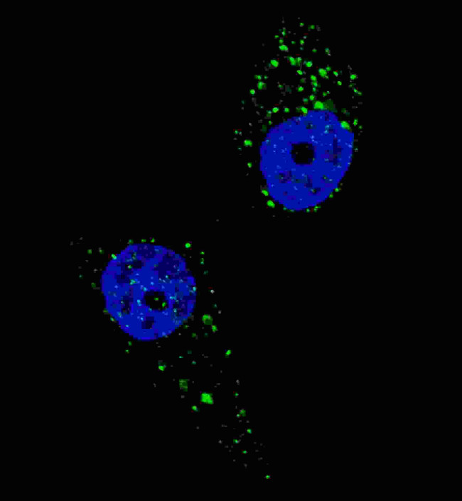 UVRAG Antibody in Immunocytochemistry (ICC/IF)