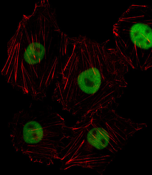 HOXD8 Antibody in Immunocytochemistry (ICC/IF)