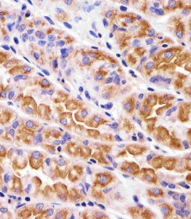 VAMP8 Antibody in Immunohistochemistry (Paraffin) (IHC (P))