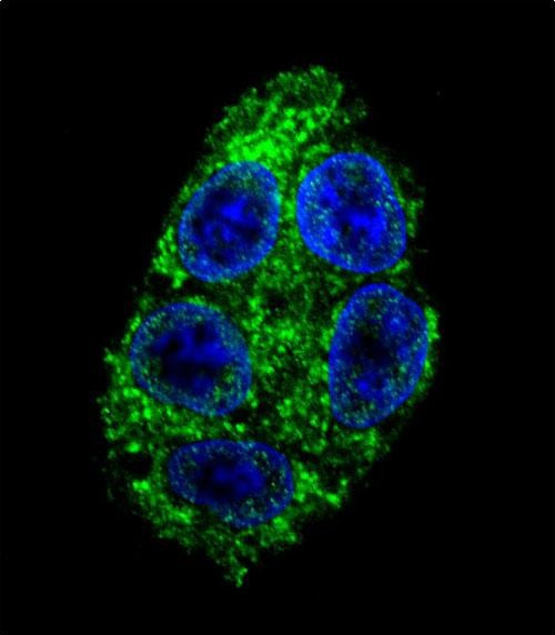 DDAH1 Antibody in Immunocytochemistry (ICC/IF)