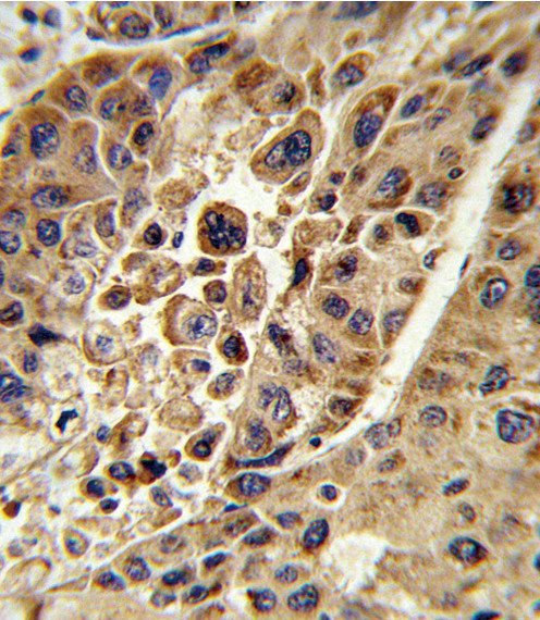 KMO Antibody in Immunohistochemistry (Paraffin) (IHC (P))