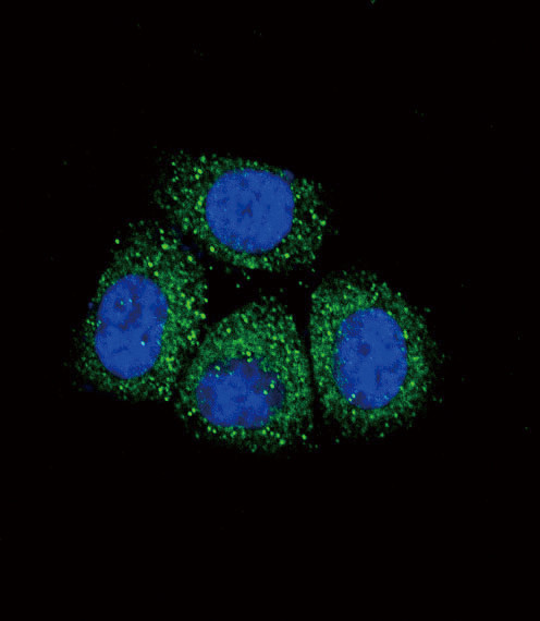 alpha-ENaC Antibody in Immunocytochemistry (ICC/IF)