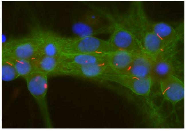 Adenylate Cyclase 3 Antibody in Immunocytochemistry (ICC/IF)