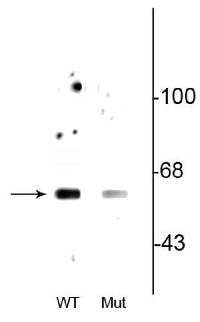 Phospho-Beclin 1 (Ser234) Antibody in Western Blot (WB)