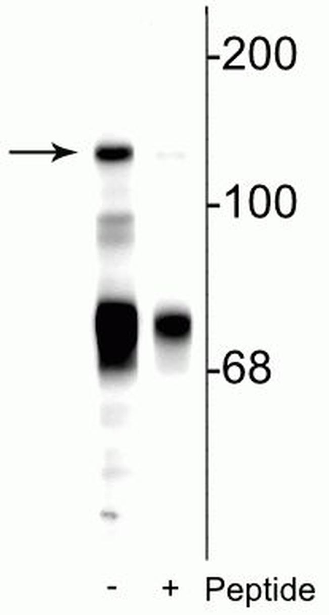 Phospho-NMDAR2C (Ser1244) Antibody in Western Blot (WB)