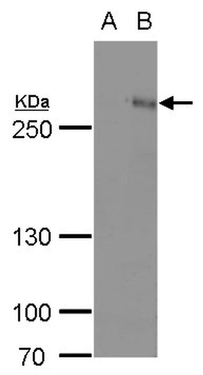 ARID1A Antibody in Western Blot (WB)