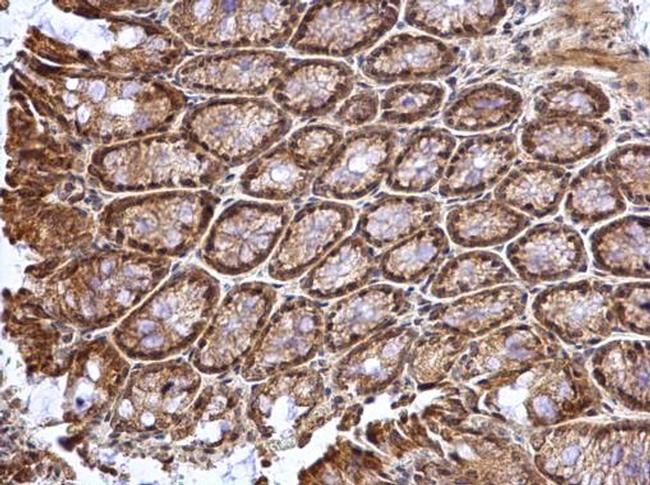 ATOH7 Antibody in Immunohistochemistry (Paraffin) (IHC (P))