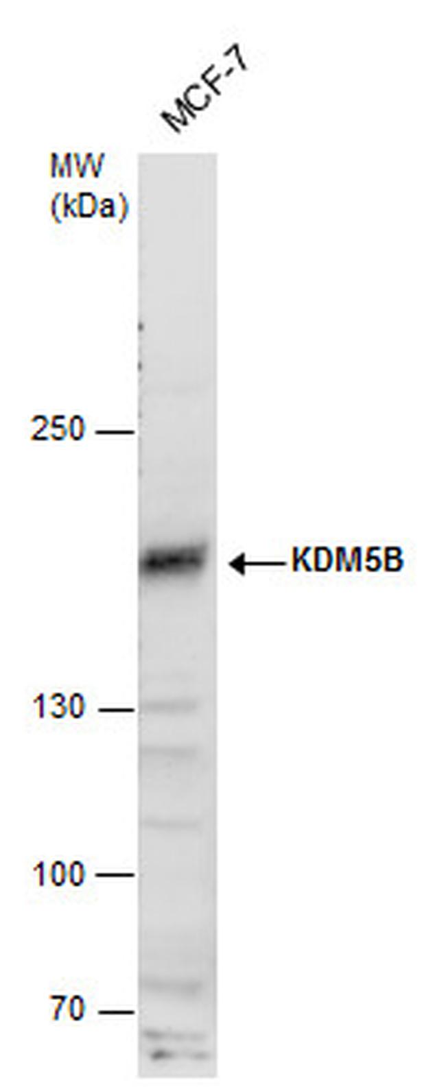 KDM5B Antibody in Western Blot (WB)