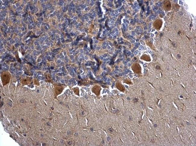 Mgea5 Antibody in Immunohistochemistry (Paraffin) (IHC (P))