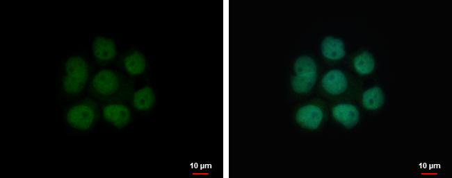 NFIA Antibody in Immunocytochemistry (ICC/IF)