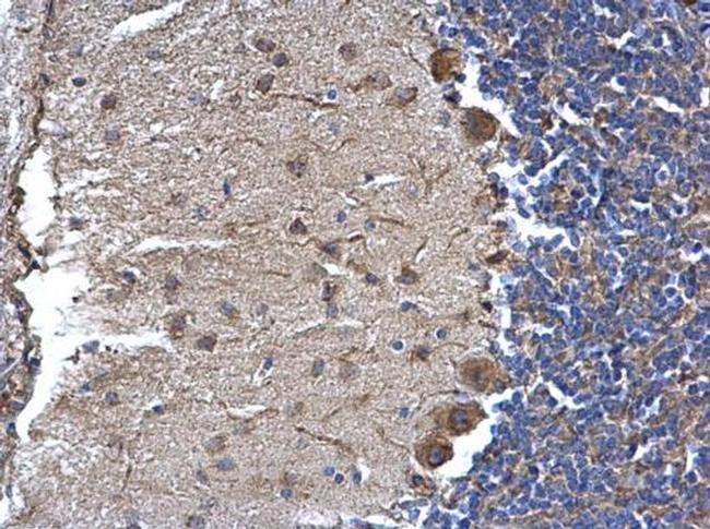 NTE Antibody in Immunohistochemistry (Paraffin) (IHC (P))