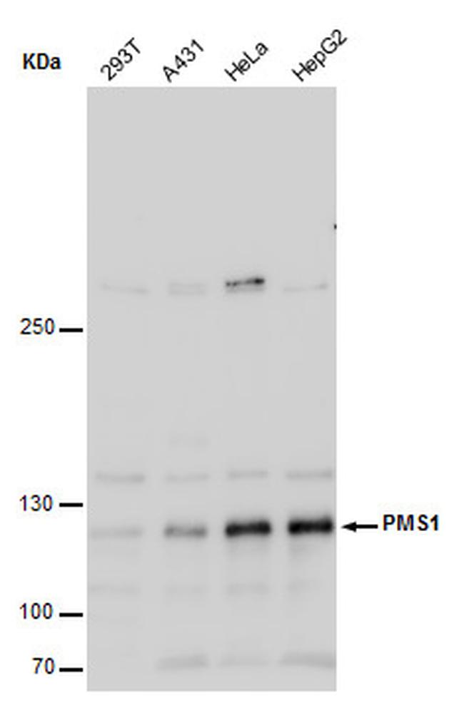 PMS1 Antibody in Western Blot (WB)